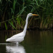 Great white egret