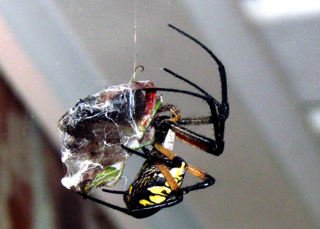 Argiope Auriantia