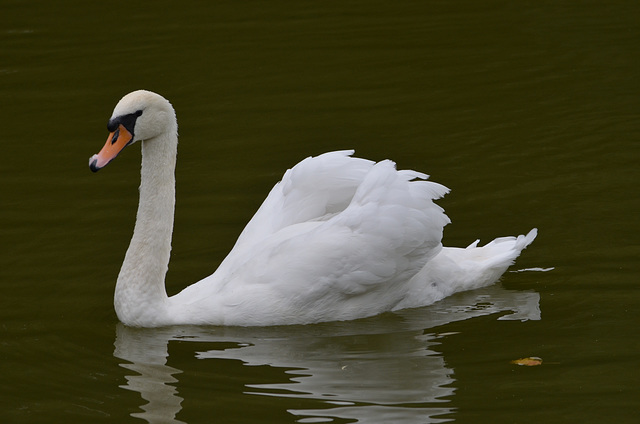 Тростянецкий дендропарк, Лебедь / Trostyanets Arboretum, The Swan