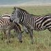 Ngorongoro, Zebras