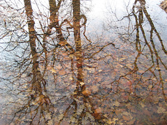 Bäume im Wasser...