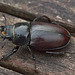 Female Stag Beetle IMG_5079
