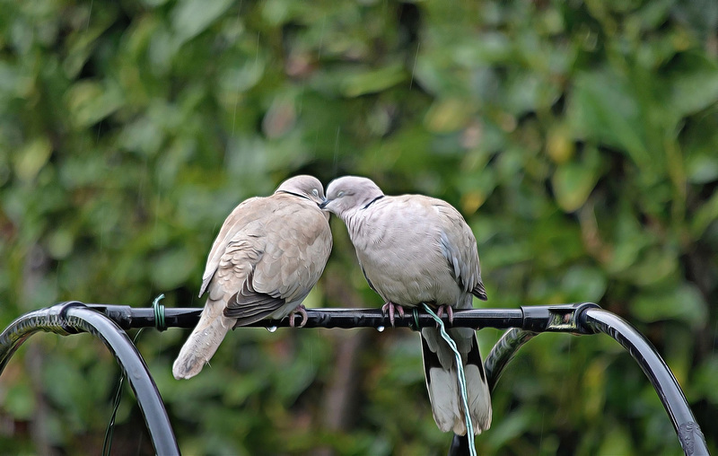 Love in the Rain (Collared Dove)   /   April 2019