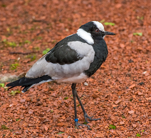 Blacksmith plover3