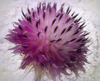 1-DSCF0410