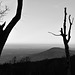 The Ghost Trees of Shenandoah