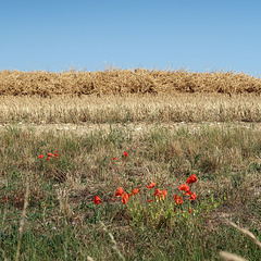 Poppies