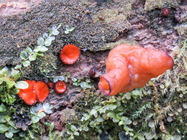 Eyelash fungus / Scutellinia scutellata, and Saddle Mushroom sp.?  Pringle Mt forest walk