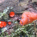 Eyelash fungus / Scutellinia scutellata, and Saddle Mushroom sp.?  Pringle Mt forest walk