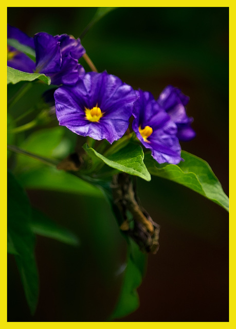 Solanum Rantonetti