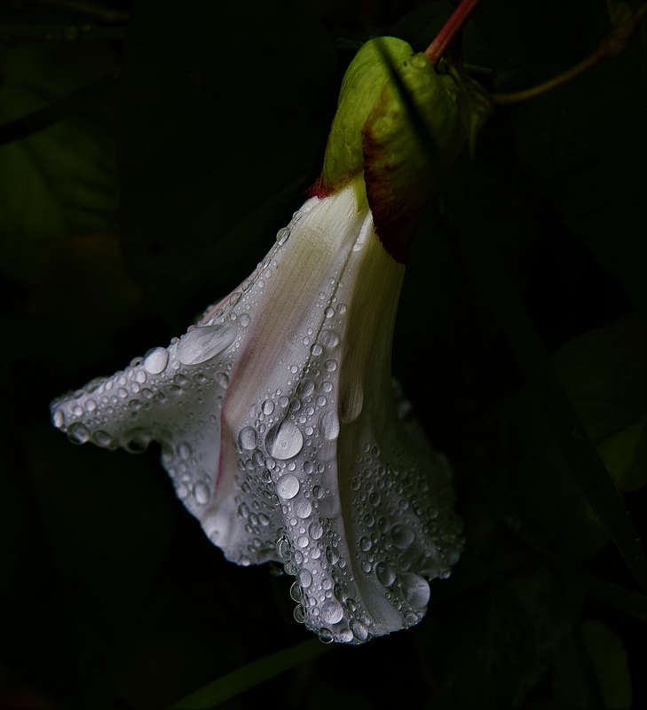 Drippy Droppy