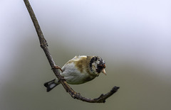 Goldfinch in the rain