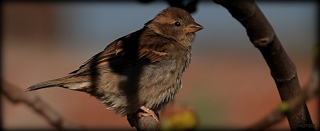 Domestique je suis..! dans le figuier de  roland