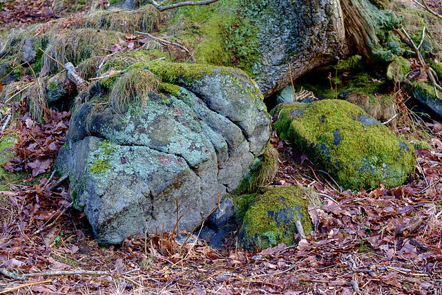 Brockholes Wood