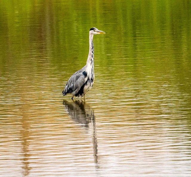 Grey heron