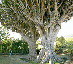 Die Dragos Gemelos (Zwillings-Drachenbäume). ©UdoSm