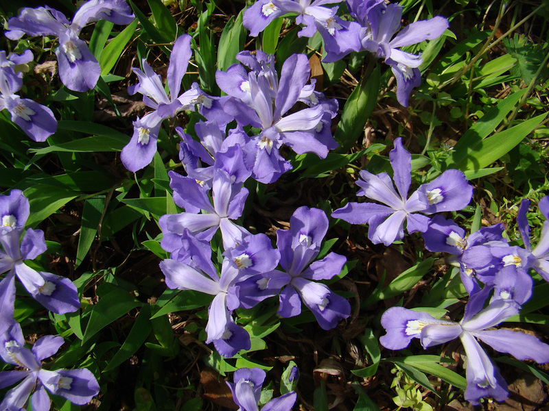 Dwarf Crested Iris