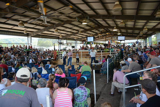 Junior fair livestock auction begins