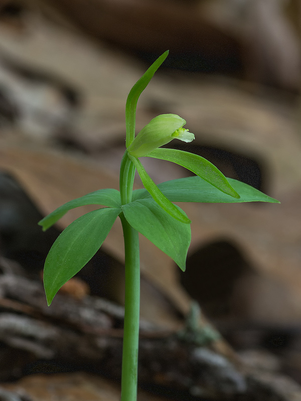 Isotria medeoloides (Small Whorled Pogonia orchid)