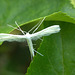 Moth IMG_5350