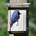Monsieur  / Mr Bluebird