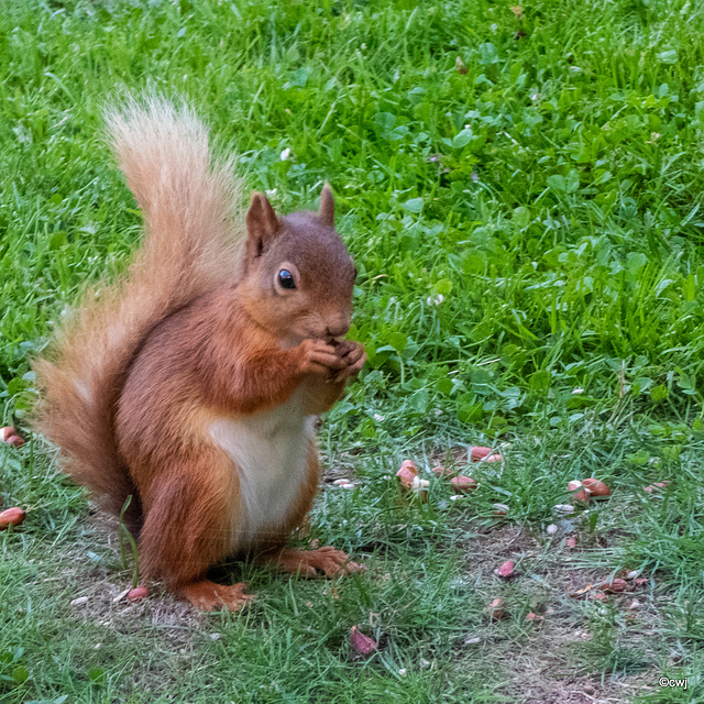 Evening forage