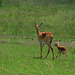 Uganda, Queen Elizabeth National Park, Impala with a Newborn Baby