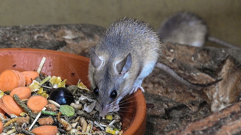 20200301 6550CPw [D~MS] Türkei-Stachelmaus (Acomys cilicicus), Zoo,  Münster
