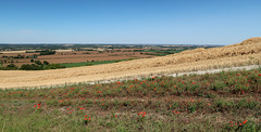 Poppies