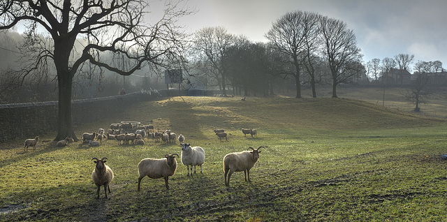 Friezland Sheep