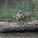 Egyptian goose