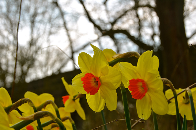 Spring flowers