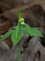 Isotria medeoloides (Small Whorled Pogonia orchid)