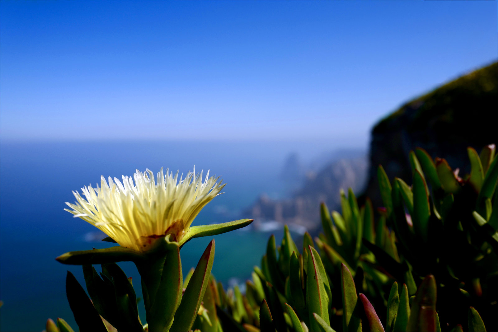 Carpobrotus edulis, Chorão, Cabo da Roca