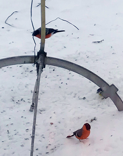 bullfinch at the bird feeder