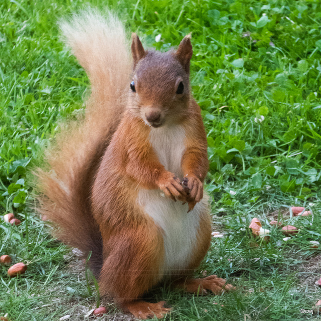 Evening forage