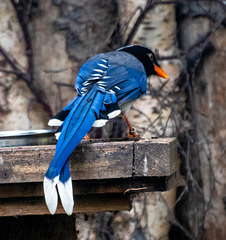 Blue magpie