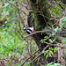 Great spotted woodpecker