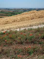 Poppies