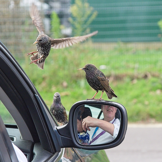 Starlings (+PiP)