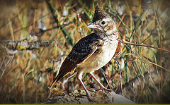 Cochevis huppé (  El Mallah ).