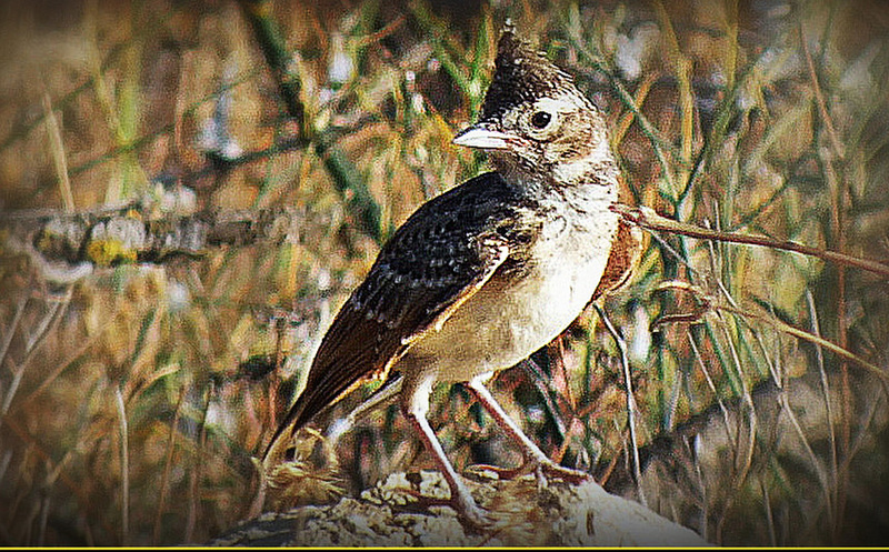 Cochevis huppé (  El Mallah ).