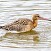 Black tailed godwit