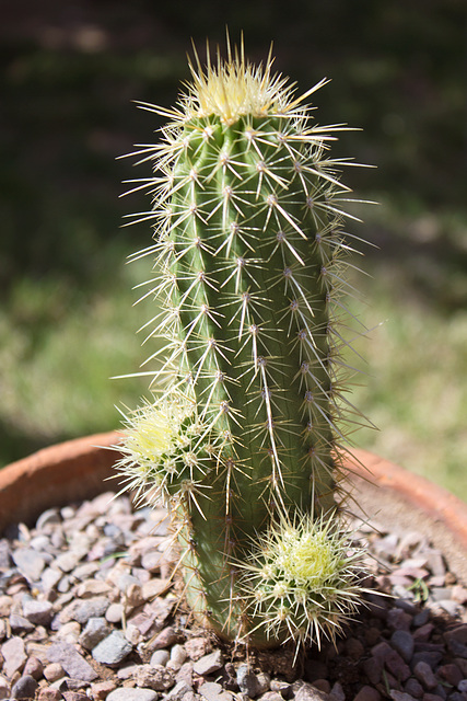 Leding's Golden Hedgehog (Echinocereus ledingii)