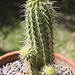 Leding's Golden Hedgehog (Echinocereus ledingii)