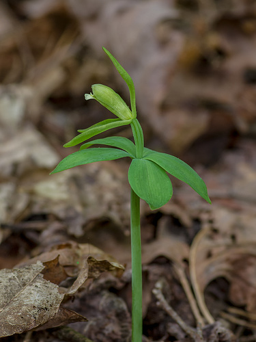 Isotria medeoloides (Small Whorled Pogonia orchid)