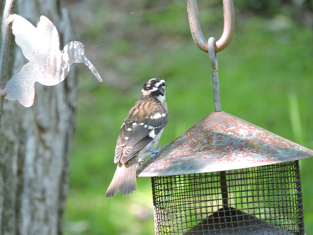 Rose-breasted Grosbeaks