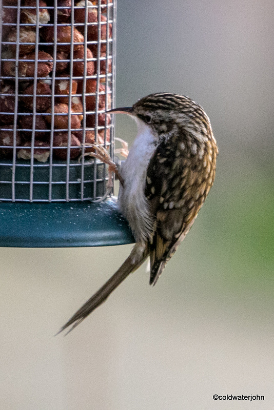 Treecreeper