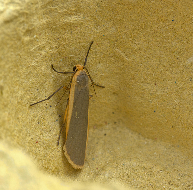 IMG_5363 Orange Footman