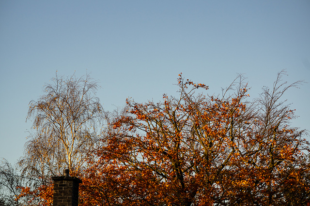 Birch and Beech